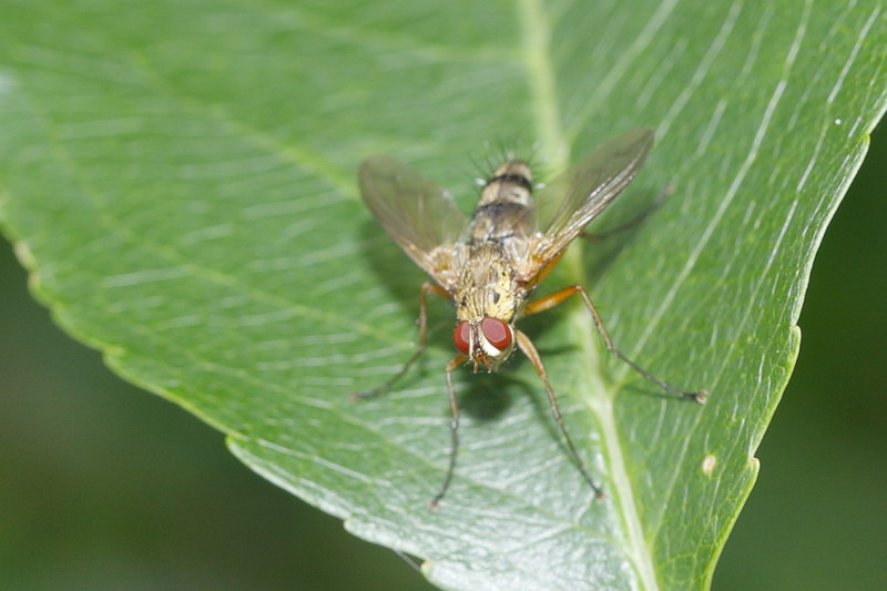 Dexiosoma caninum &male;