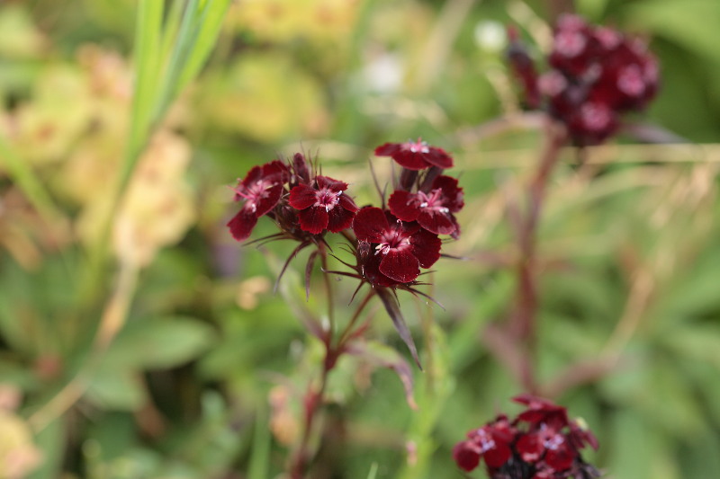 duizendschoon, Dianthus barbatus