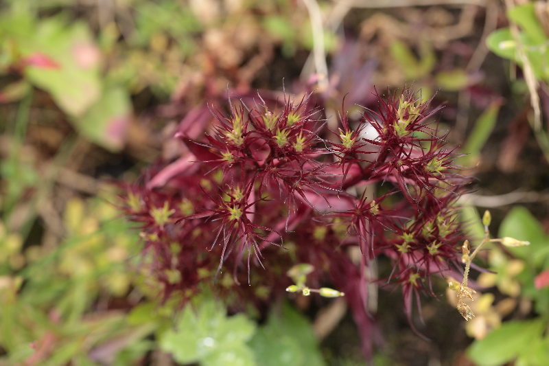 duizendschoon, Dianthus barbatus afwijkend
