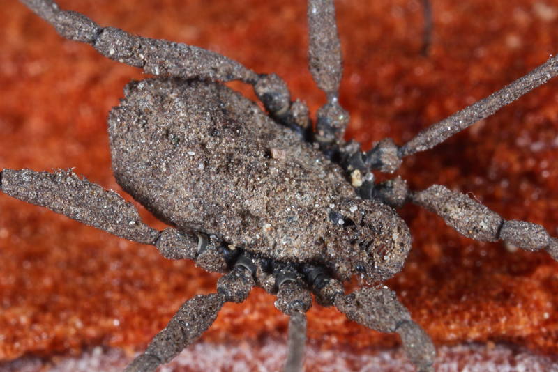 Dicranolasma spec.