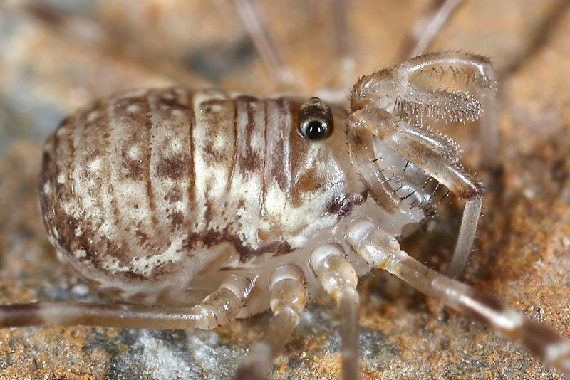 Dicranopalpus catariegensis, juveniel