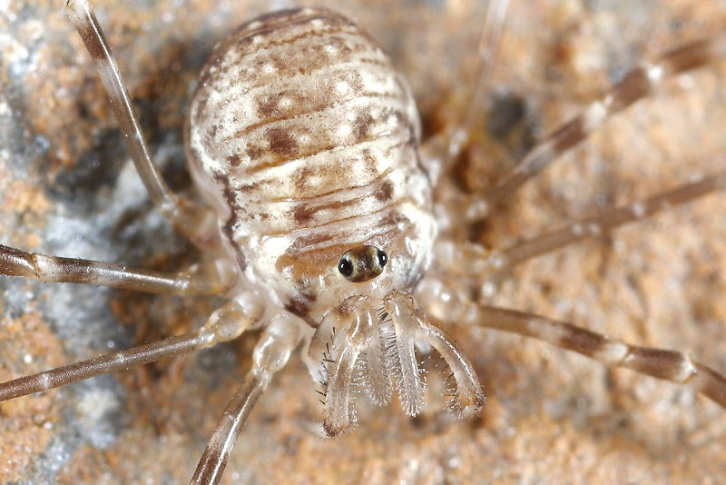Dicranopalpus catariegensis, juveniel