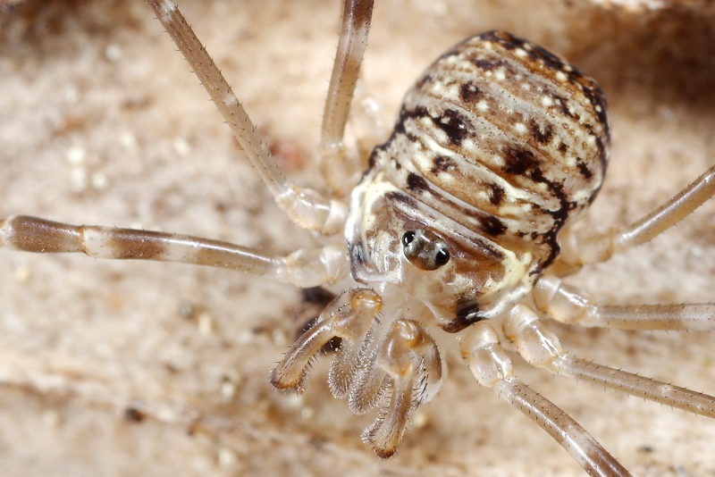 Dicranopalpus catariegensis, juveniel