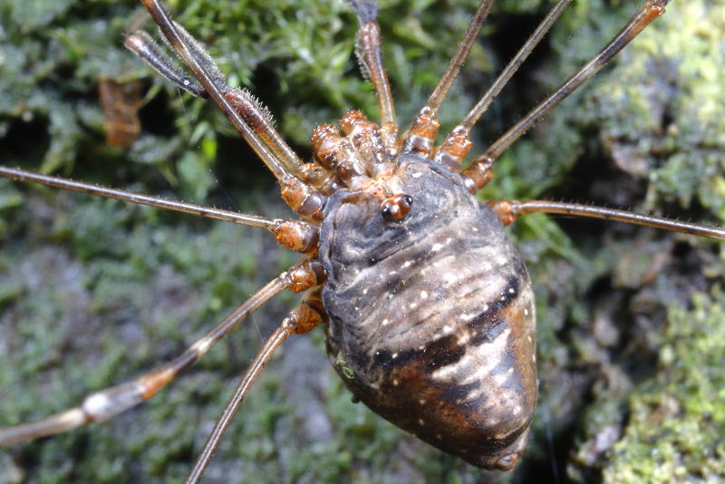 Dicranopalpus ramosus ♀