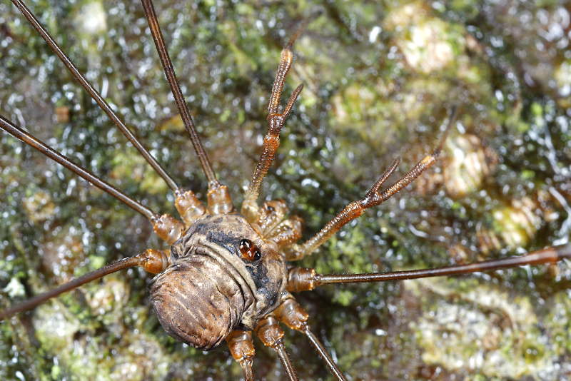 Dicranopalpus ramosus ♂