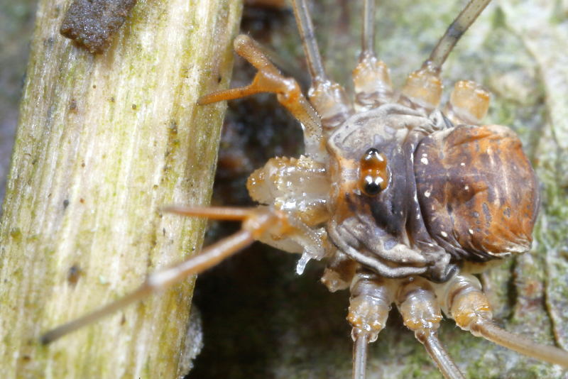 Dicranopalpus ramosus ♂