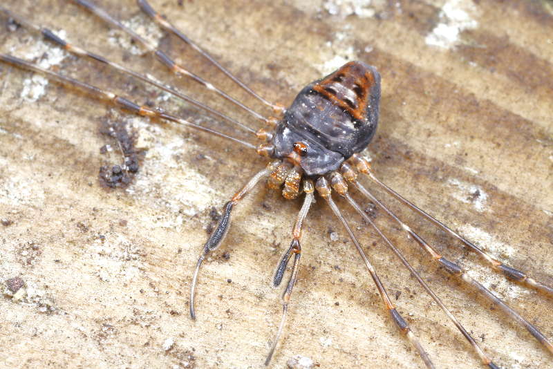 Dicranopalpus ramosus ♀