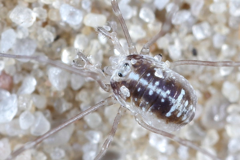 Dicranopalpus ramosus juvenile