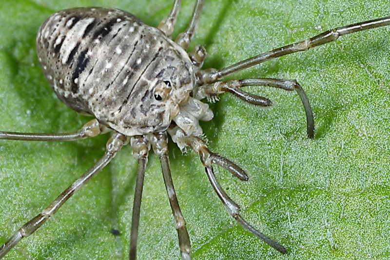 Dicranopalpus ramosus juvenile