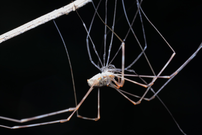 Strekpoot, Dicranopalpus ramosus