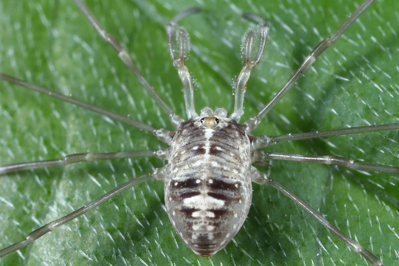 Dicranopalpus ramosus juvenile