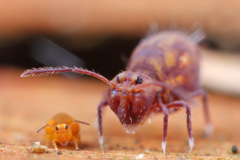 Dicyrtoma en Sminthurinus