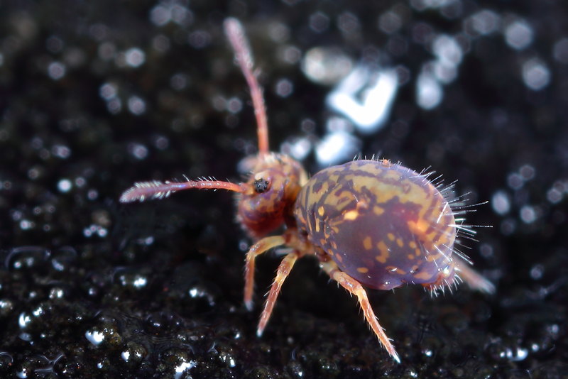 Dicyrtoma dorsosignata