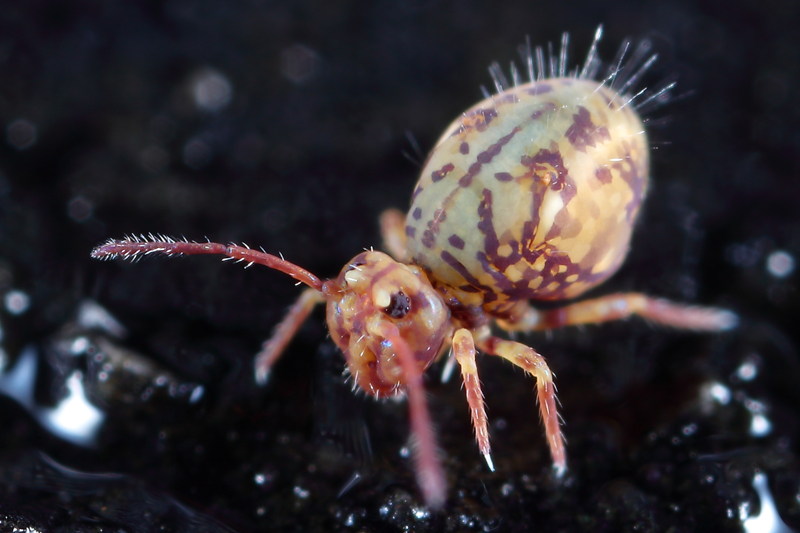 Dicyrtoma dorsosignata