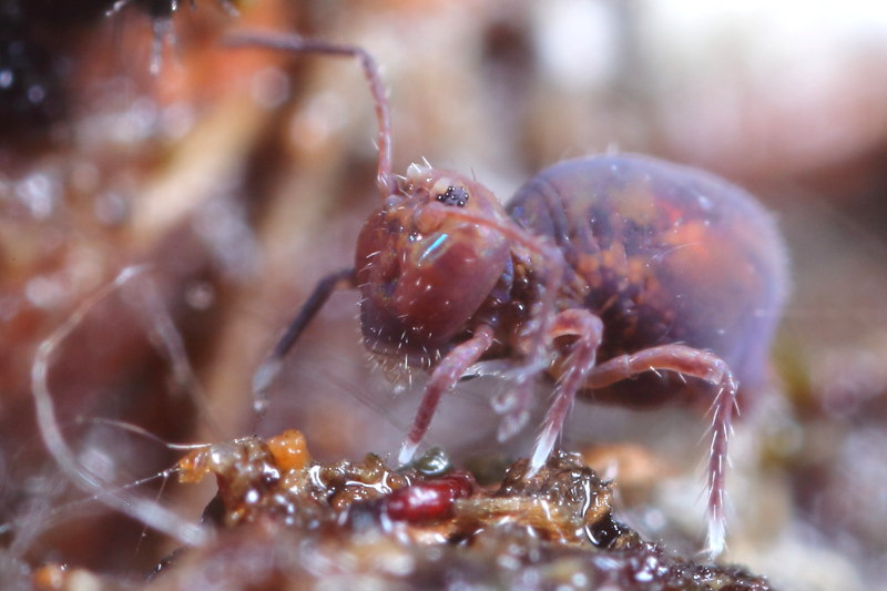 Dicyrtoma fusca