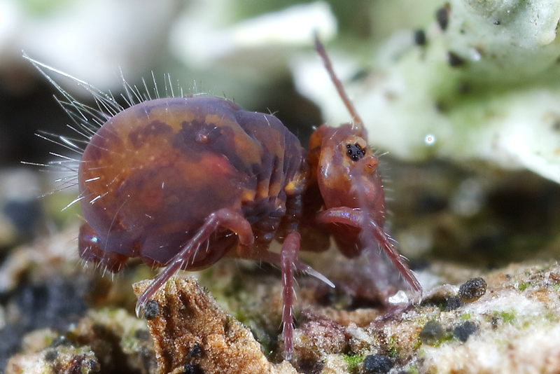 Dicyrtoma fusca