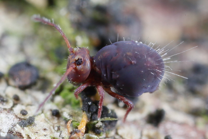 Dicyrtoma fusca