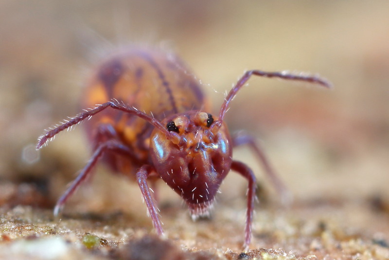Dicyrtoma fusca var.1