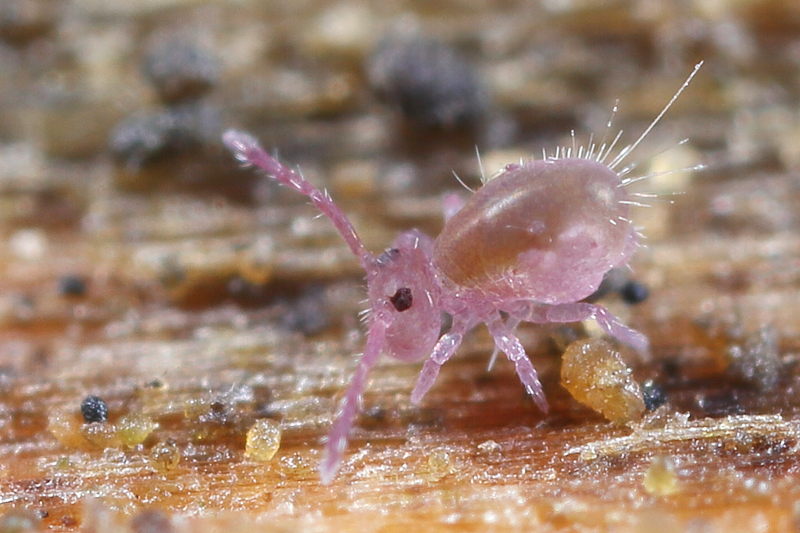 Dicyrtoma fusca, juveniel
