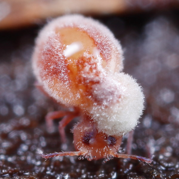 Dicyrtoma fusca dood