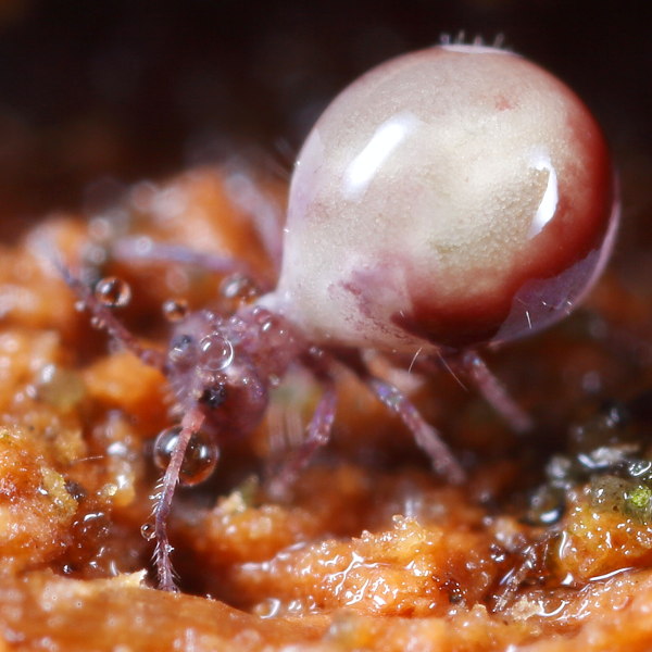 Dicyrtoma fusca dood