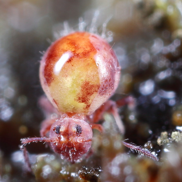 Dicyrtoma fusca dood