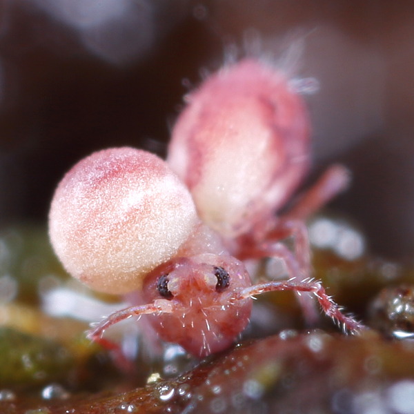 Dicyrtoma fusca dead