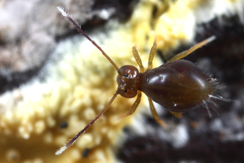 Dicyrtoma fusca var.2