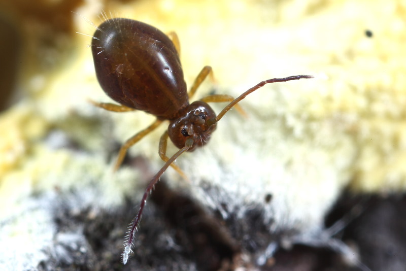Dicyrtoma fusca var.2