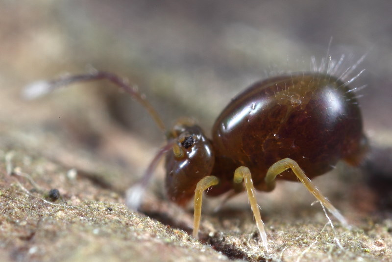 Dicyrtoma fusca var.2