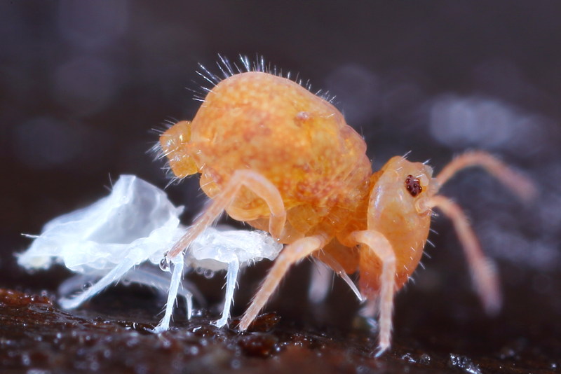 Dicyrtoma fusca, net verveld