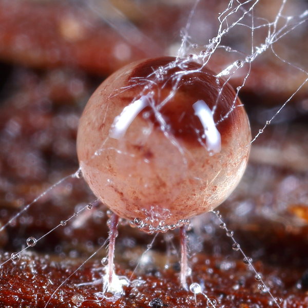 Dicyrtoma fusca dood