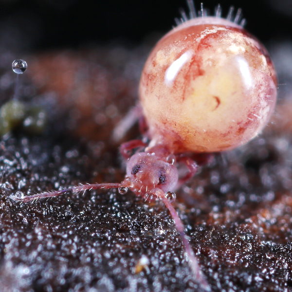 Dicyrtoma fusca dood