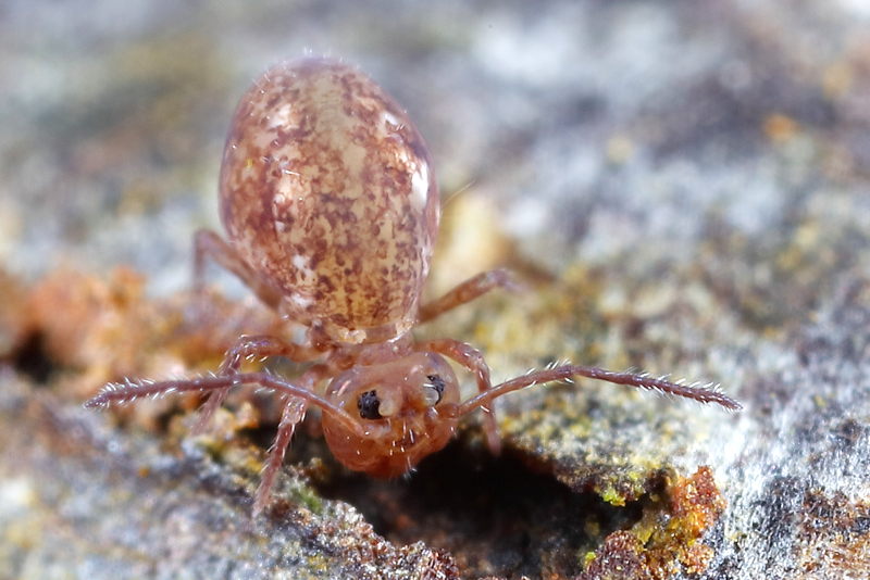 Dicyrtoma fusca forma albella