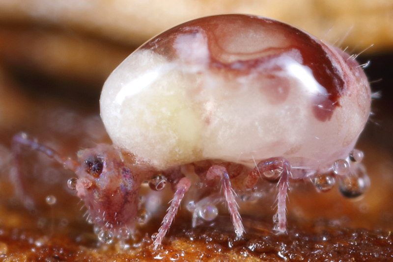 Dicyrtoma fusca dood