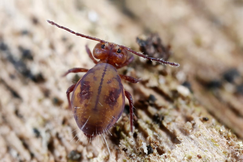 Dicyrtoma fusca var.1