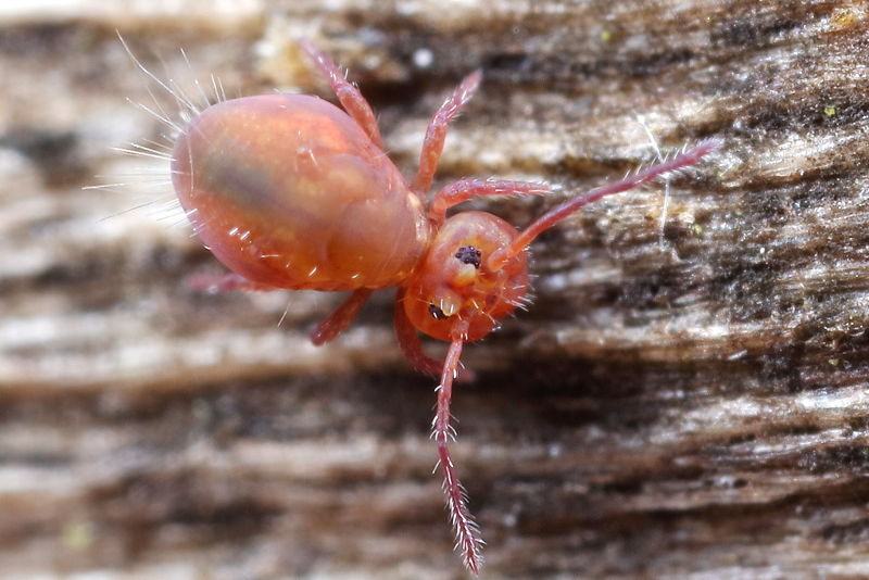 Dicyrtoma fusca