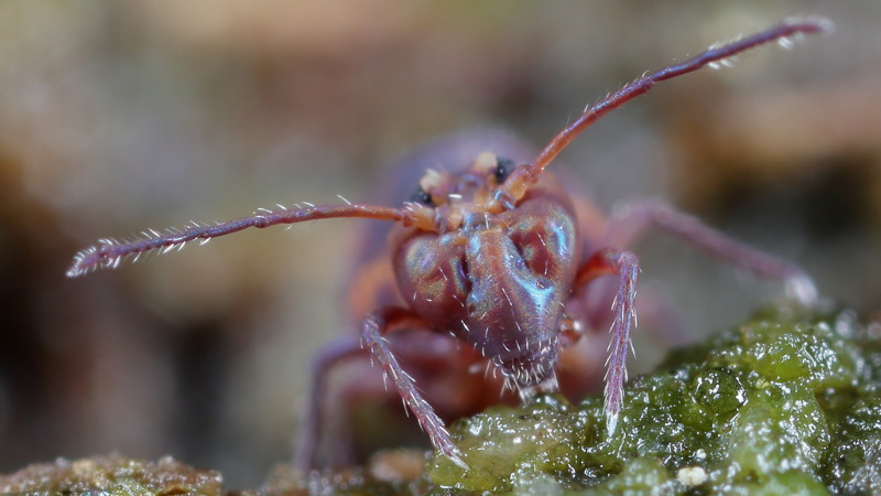 Dicyrtoma fusca
