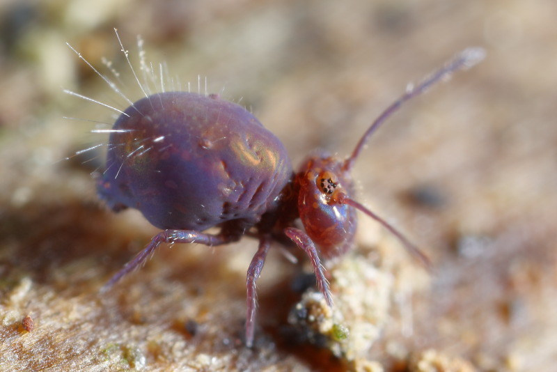 springstaart, Dicyrtoma fusca var. rufescens