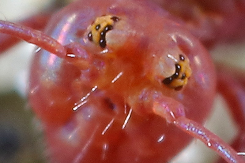 springstaart, Dicyrtoma fusca var. rufescens