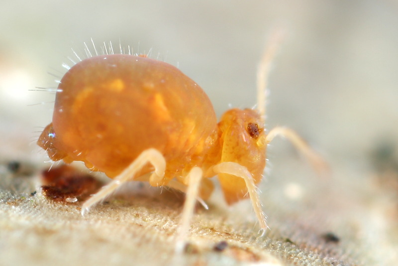 Dicyrtoma fusca, albino, 25-10-2022