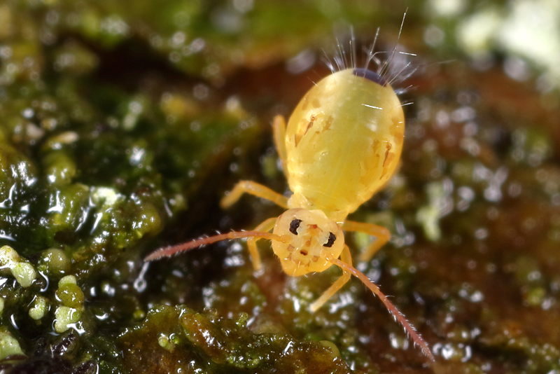 Dicyrtomina minuta