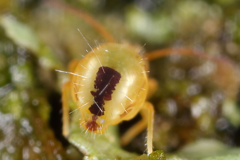 Dicyrtomina minuta
