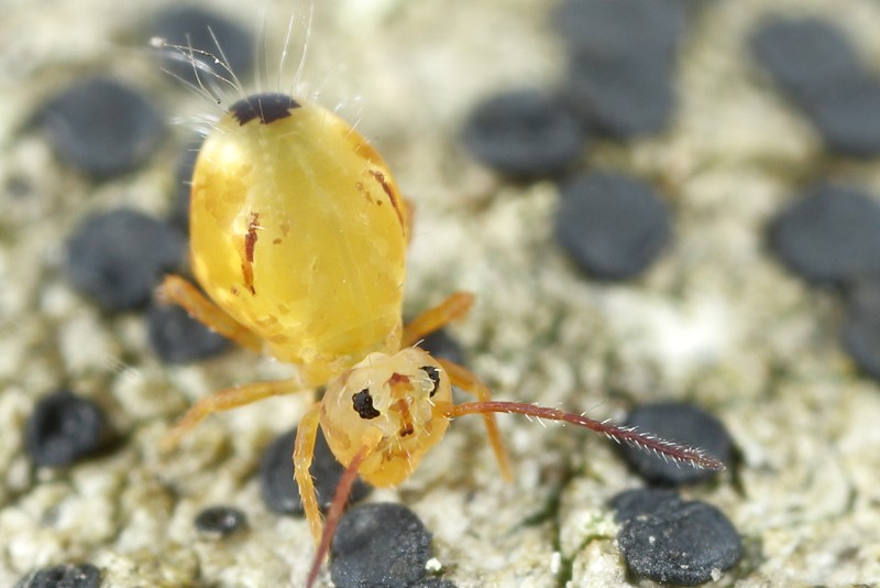 springstaart, Dicyrtomina minuta