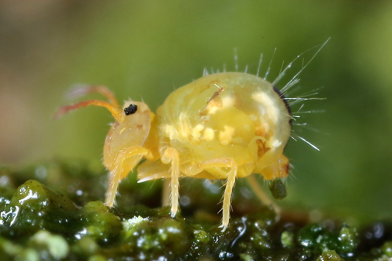 Dicyrtomina minuta