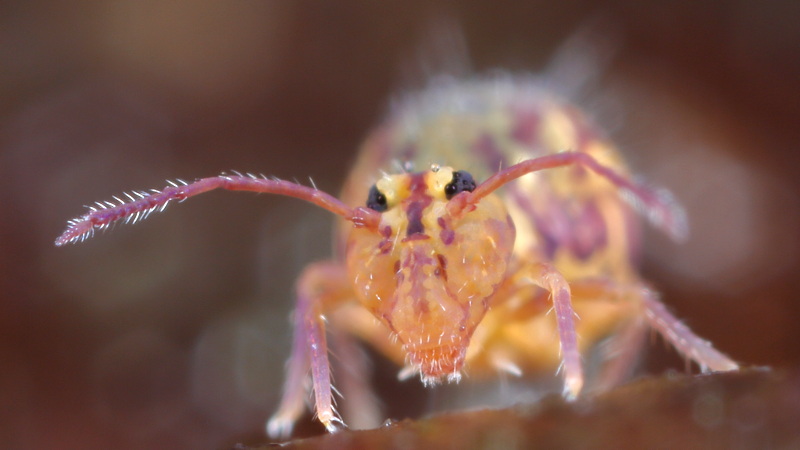 Dicyrtomina ornata