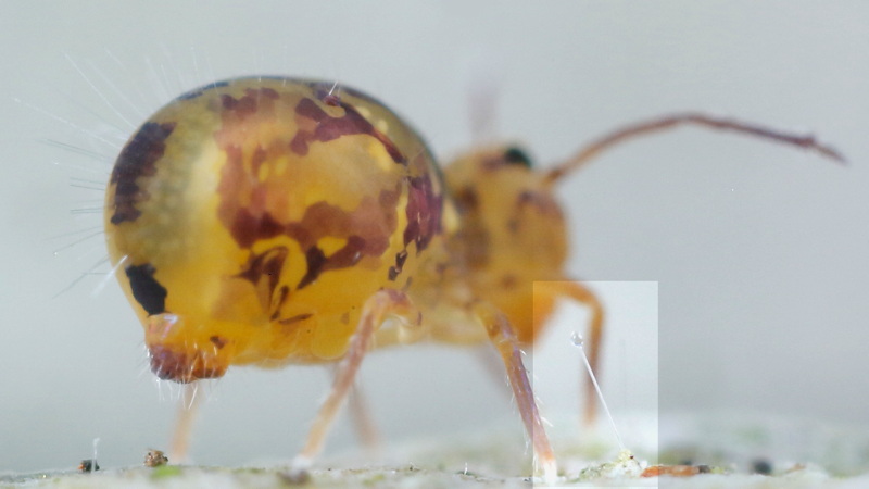 Dicyrtomina ornata met spermatofoor