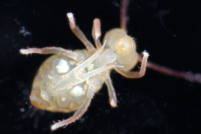 onderkant springstaart Dicyrtomina ornata