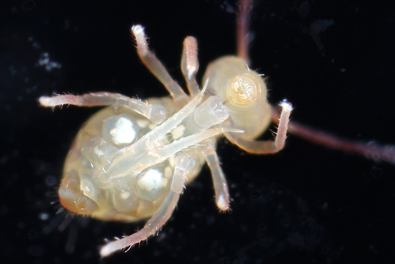 underside springstaart Dicyrtomina ornata