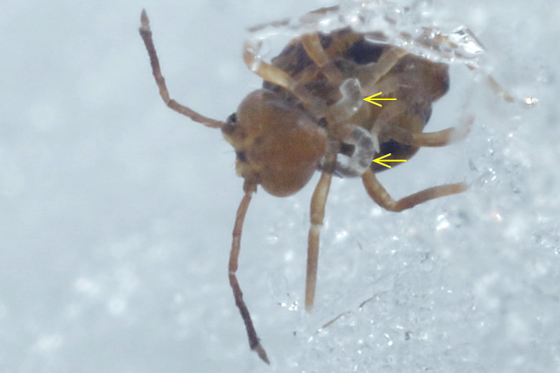 onderkant springstaart Dicyrtomina ornata